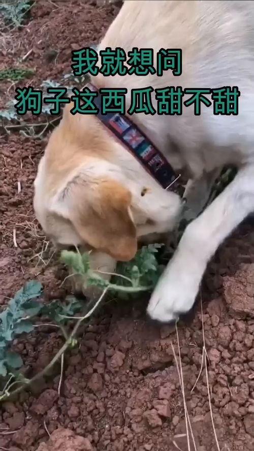 疫情狗子吃瓜图片,狗狗视角下的防疫生活