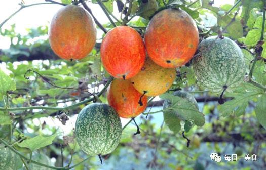 吊瓜芽怎么吃,探索美味与营养的完美结合