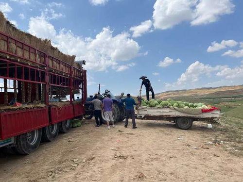 吃瓜装车,揭秘瓜农的智慧与辛劳