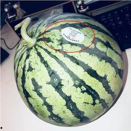 网红小鱼吃瓜,揭秘娱乐圈幕后真相