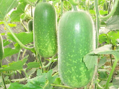 b19吃瓜,揭秘b19吃瓜背后的娱乐风云