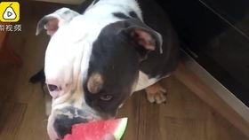 国外吃瓜狗狗,揭秘国外“吃瓜狗狗”的趣味生活