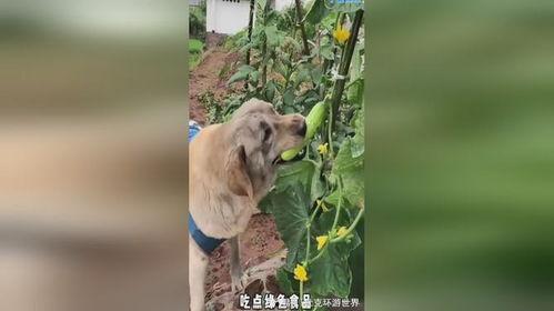 国外吃瓜狗狗,揭秘国外“吃瓜狗狗”的趣味生活