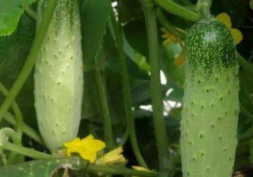 人流后蜜瓜可以吃吗