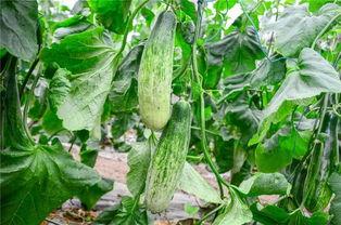 某网红吃瓜,一场娱乐圈的“瓜田”盛宴