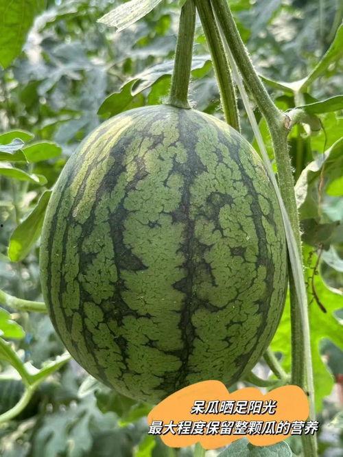 摸藤吃瓜,探寻乡村生活的悠闲与美好