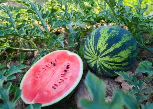 宇翔吃瓜,揭秘娱乐圈幕后故事