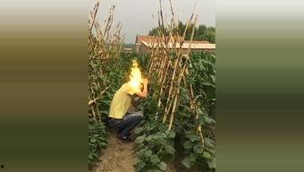 朵拉吃瓜,一场甜蜜的夏日盛宴