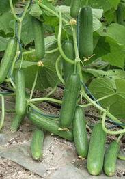 小焦吃瓜  第2张