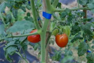 安心吃瓜的瓜王,揭秘娱乐圈幕后真相  第1张