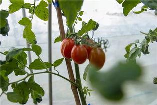 安心吃瓜的瓜王,揭秘娱乐圈幕后真相  第2张