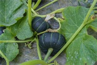 安心吃瓜的瓜王,揭秘娱乐圈幕后真相  第3张