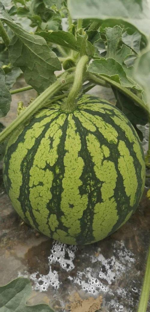 舟山吃瓜群众,揭秘海鲜美食背后的故事  第3张