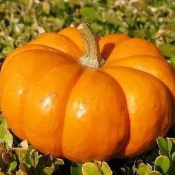 南瓜苗吃嫩瓜,从嫩瓜到美味佳肴的旅程  第2张