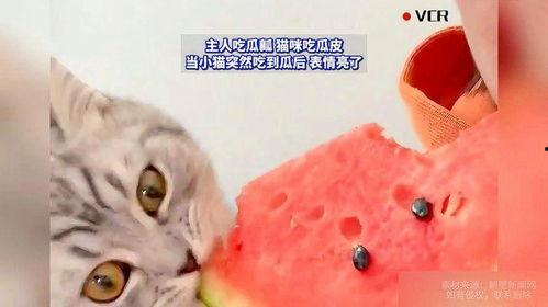 一只吃瓜小猫  第2张