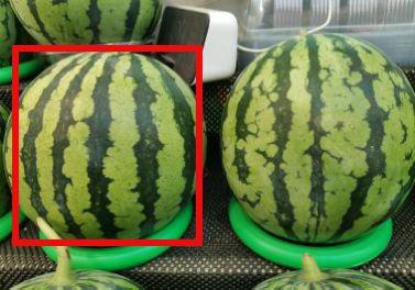 吃瓜甜不,甜蜜背后的秘密  第1张