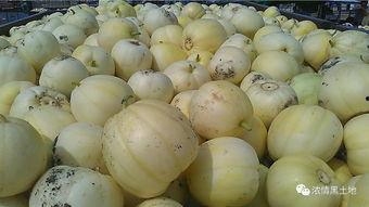 飘瓜如何吃,解锁夏日清新美味  第2张