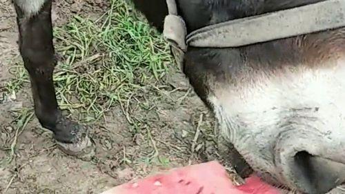 老驴吃自己的瓜  第1张