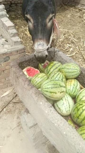 老驴吃自己的瓜  第2张