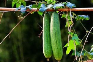 立秋后吃三瓜  第2张