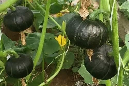 吃贝贝瓜的视频,一窥视频中的甜蜜瞬间  第2张