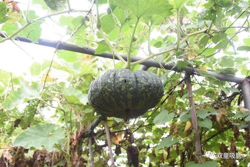 吃瓜落哪儿土话,土话里的生活智慧 第1张 吃瓜落哪儿土话,土话里的生活智慧 第1张