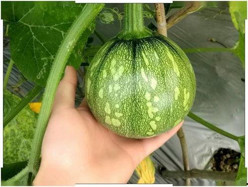 上海娄教练吃瓜,一场网络热议的瓜田奇谈  第1张