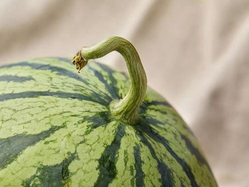 上海娄教练吃瓜,一场网络热议的瓜田奇谈  第2张