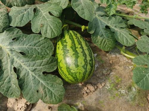 上海娄教练吃瓜,一场网络热议的瓜田奇谈  第3张