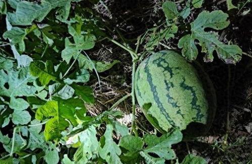 你们网上吃瓜,揭秘虚拟世界中的围观文化 第2张 你们网上吃瓜,揭秘虚拟世界中的围观文化 第2张