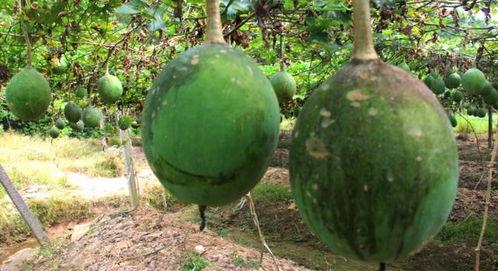 弥勒吃瓜为什么没人,揭秘佛祖的幽默一幕 第2张 弥勒吃瓜为什么没人,揭秘佛祖的幽默一幕 第2张