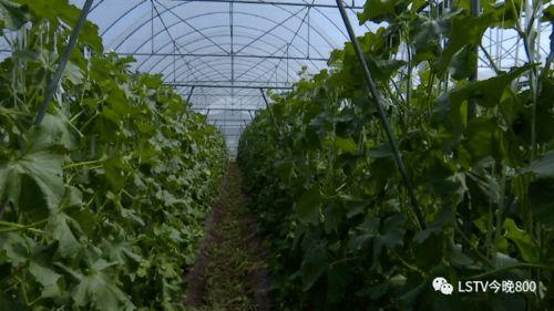 西昌影城吃瓜  第2张