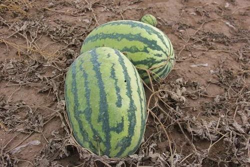 吃瓜小盼 第2张 吃瓜小盼 第2张