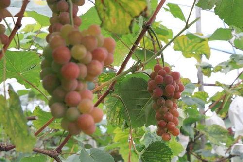 葡萄吃瓜小说  第2张