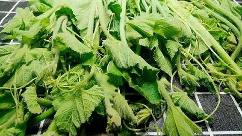 云南吃哪些瓜尖,探寻云南瓜尖美食之旅  第2张