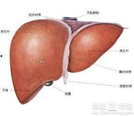 肝硬化吃瓜行吗,适量吃瓜，健康生活新选择  第3张