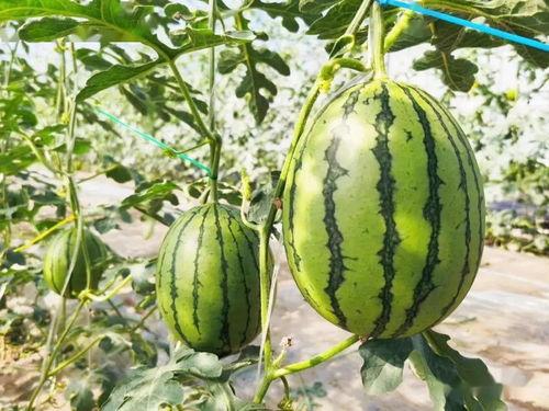 甜崽吃瓜,揭秘娱乐圈那些不为人知的幕后故事  第2张