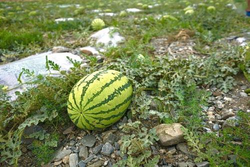 瓜吃太多不好  第2张
