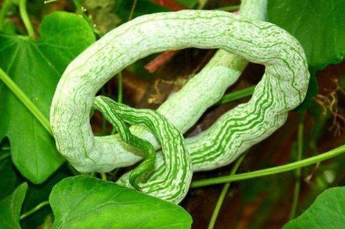 蛇瓜是吃皮还是吃瓤,皮与瓤的食用指南  第2张