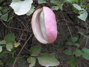 吃八月瓜死亡,揭秘神秘果实背后的致命风险”  第2张