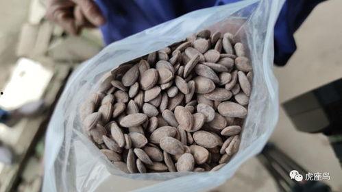 免费吃瓜摆摊赚钱