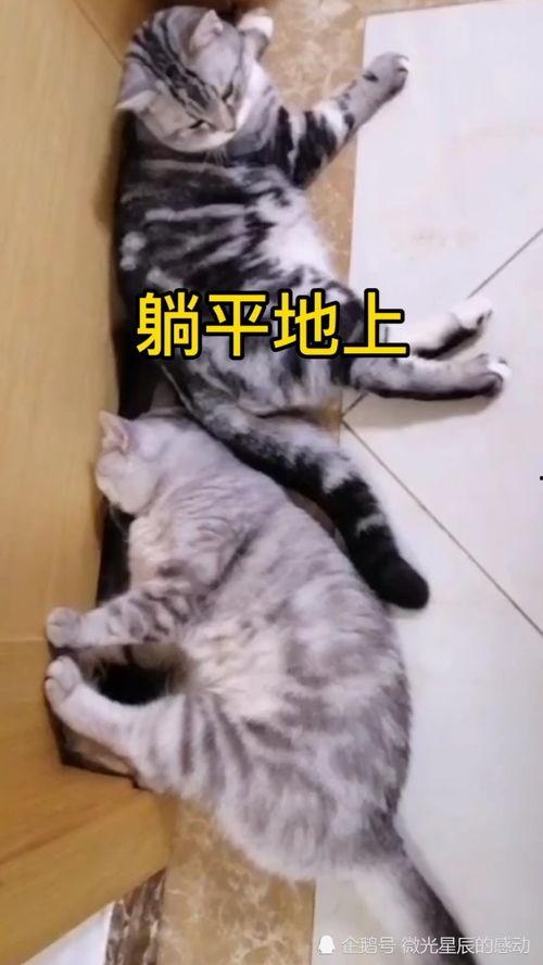 躺平吃瓜图片,揭秘当代年轻人的生活态度  第3张